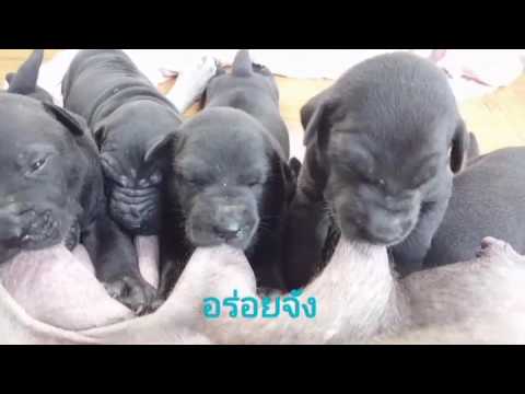 หน้าอกเล็ก ๆ ของโลก ความจำเป็นในการยืดหยุ่นของหน้าอกครีม