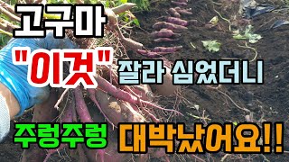 고구마 모종말고 이것 잘라 심었더니 주렁주렁 고구마가 많이 달렸어요 고구마가 심이생기고 갈라지는 이유