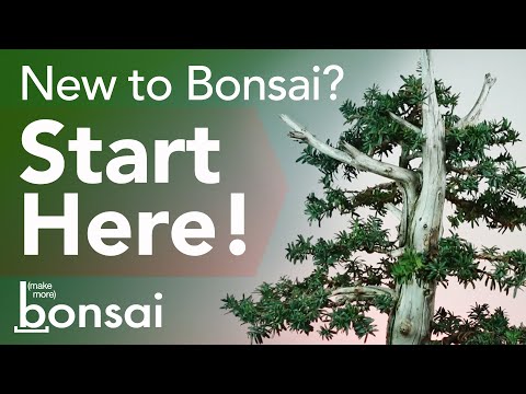 Elements of a Bonsai Tree - Make More Bonsai