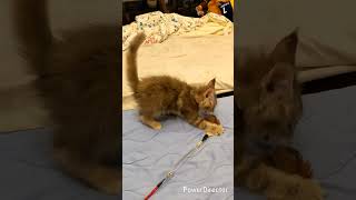メインクーンのあかねちゃん 謎の大興奮 #cat #メインクーン