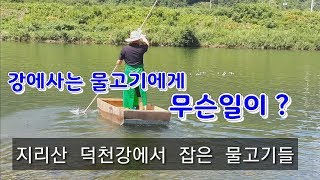 강에 사는 물고기에게 무슨일이 ?