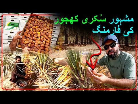 The Famous Sukkari Date Farming | The Process from PALM Tree to the Market