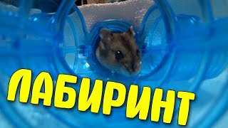 ПОСТРОИЛИ ЛАБИРИНТ ДЛЯ ХОМЯКОВ