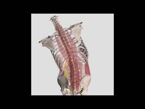 Fryette's 3 Laws of Spinal Motion | 3D | Type 1 & 2 Somatic Dysfunctions #OMM #COMLEX #WeDaBest