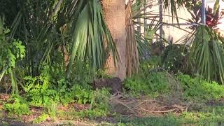 Squirrels especially squirrely today Simon