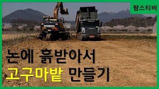 논에 흙을 받아서 고구마밭을 만들었습니다.
