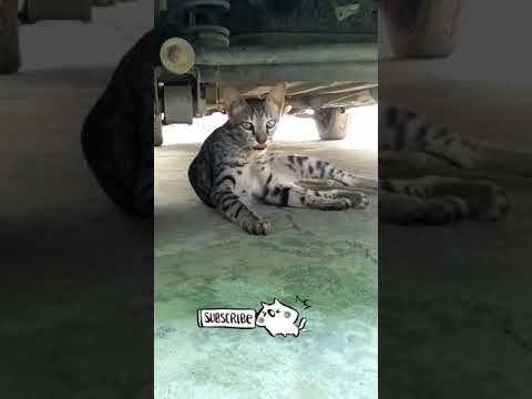 Kitten Hiding under the car🐈🙈|| Cat's secret place 🐾🐾|| Cute cats🐈🐈