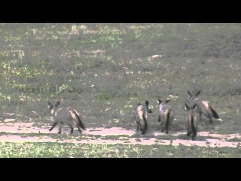 Löffelhunde (Otocyon virgatus)