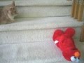 TMX Elmo Cat Movie
