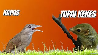 Download lagu KOMBINASI BURUNG KAPAS _TUPAI KEKES MASTERAN JERNIH mp3