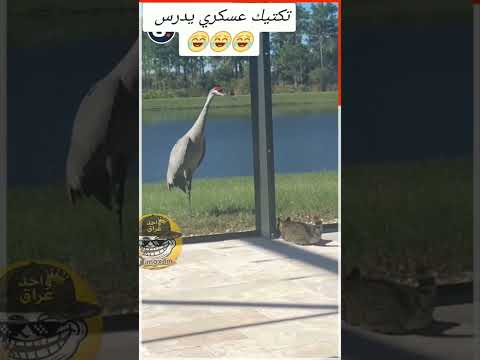 أبنيووو😁