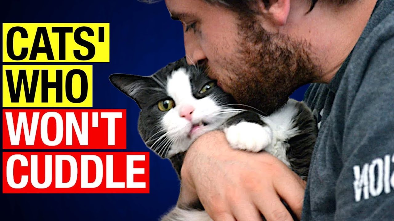 5 SHOCKING Reasons Your Cat Won't Cuddle! How to Fix