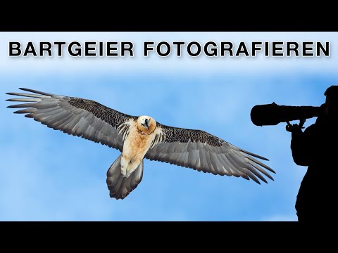 Bird photography - Photographing bearded vultures in the Alps