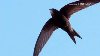 Download lagu Suara panggil walet ☆ SP LUBANG NAGA ..suara panggil walet terbaik dan terbaru guyssss mp3 Download lagu Suara panggil walet ☆ SP LUBANG NAGA ..suara panggil walet terbaik dan terbaru guyssss mp3