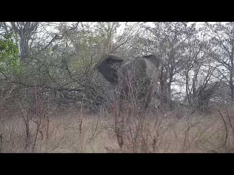 Djuma: Elephant feeding in the distance - 15:46 - 09/29/21