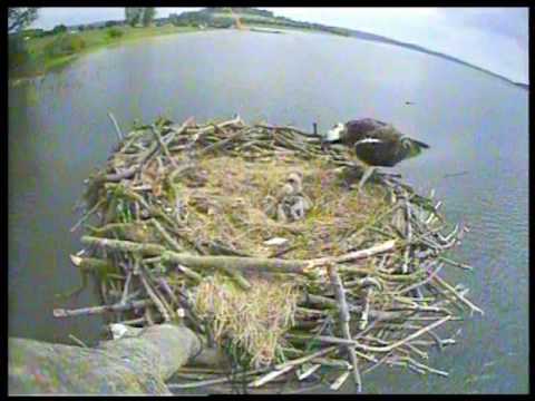 Osprey chicks fighting a.wmv
