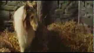 Alphaville - Lassie Come Home