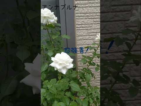 あなたの庭に絶対に置きたいチョコレートのような香りの植物を5つ以上！  庭園