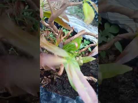 chăm sóc mai vàng tháng 2 âm lịch, phần 1