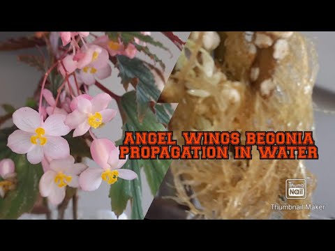 Angel wing begonia propagation in water