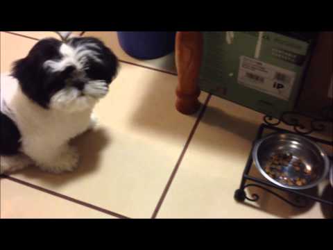 download lagu mp3 mp4 Shih Tzu Puppy Food Amount, download lagu Shih Tzu Puppy Food Amount gratis, unduh video klip Shih Tzu Puppy Food Amount
