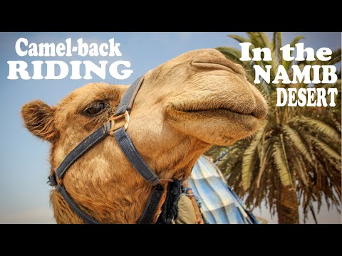 Travelling in Namibia: Camel-back riding in Swakopmund. A MUST-DO!!
