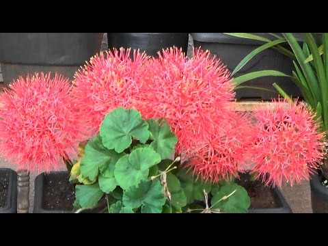 Flor de Natal (Scadoxus Multiflorus )