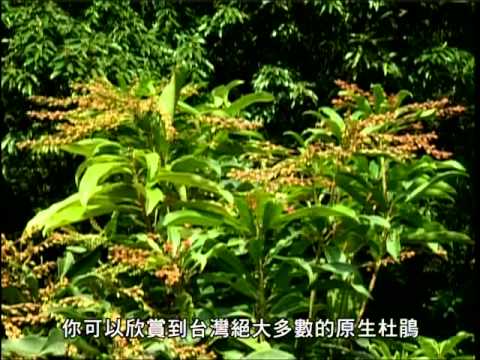 雨霧森林－福山植物園(2006年)