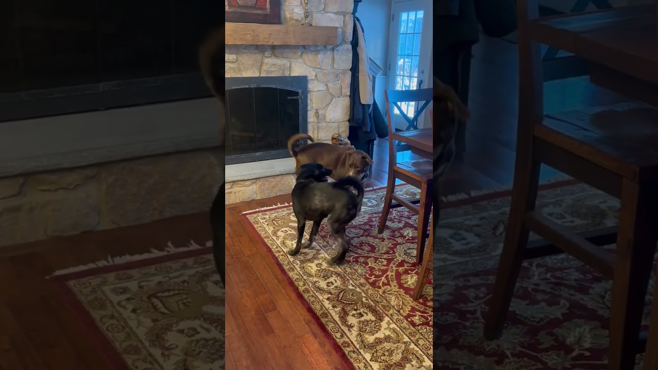 Enlarge Qi'Ra   (SL "Kira"), an adopted mixed breed in Warrington, PA video 6/6