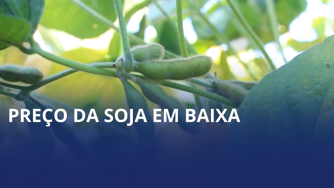 Preço médio da soja ao produtor em SC inicia 2026 em trajetória de baixa