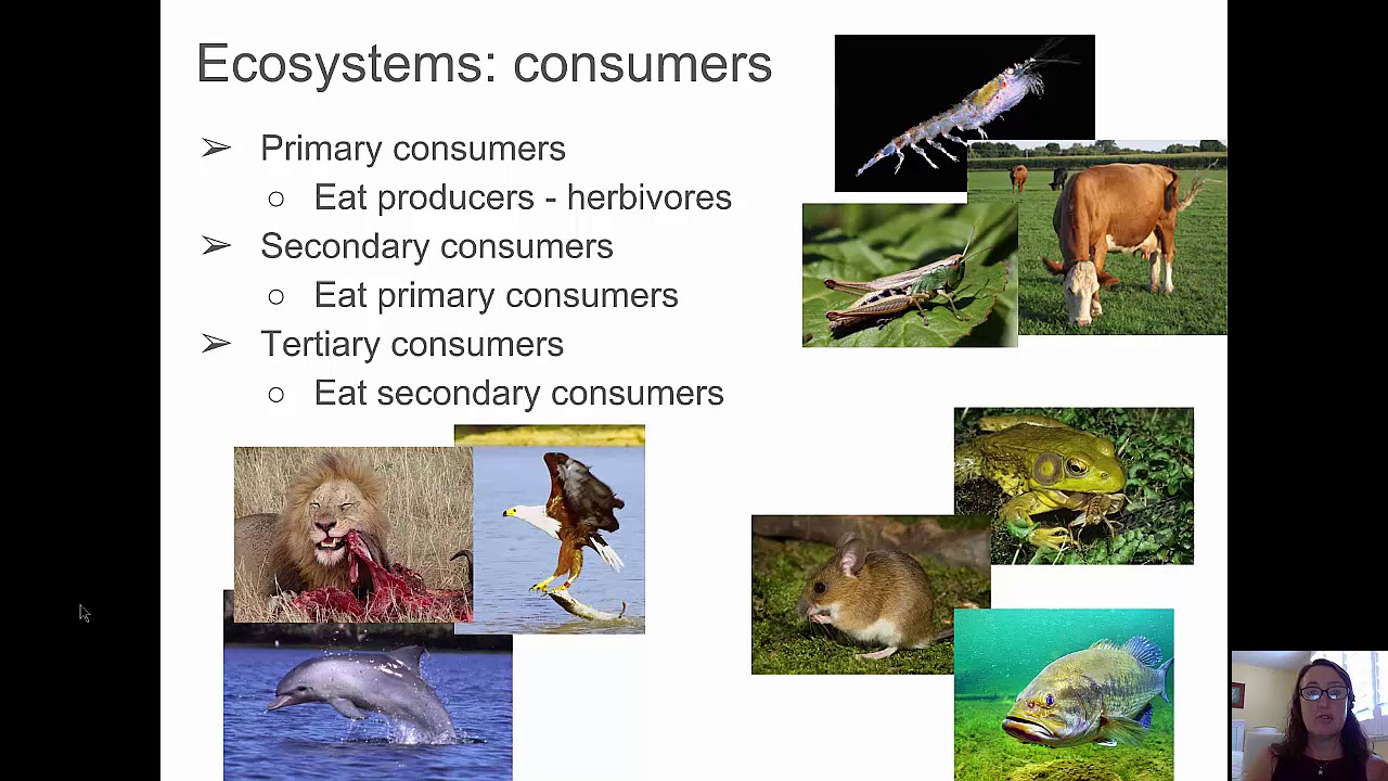 Hiw ecosystems work: Foodchains, food webs and ecology