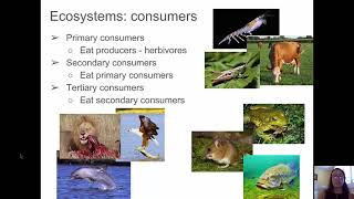 Hiw ecosystems work: Foodchains, food webs and ecology