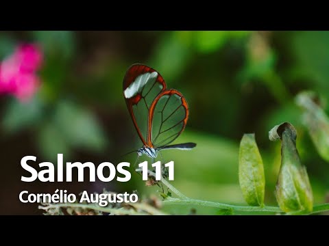 Bíblia Falada | Salmos 111