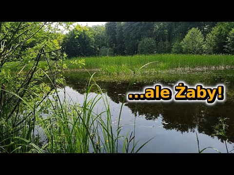 Żaby rechot latem, żaby i śpiew ptaków, przyroda odgłosy i dźwięki