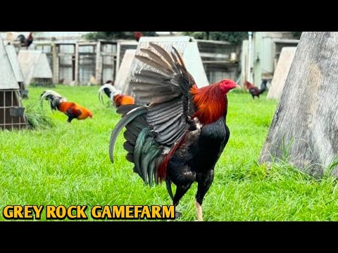 Roundhead Chocolate Grey Albany - GREY ROCK FARM