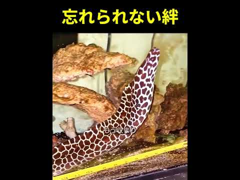 忘れられない絆