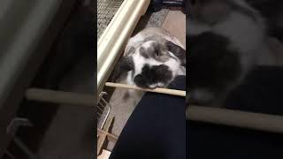 みみの格闘