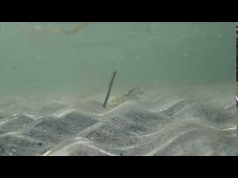 sand movements on ripples