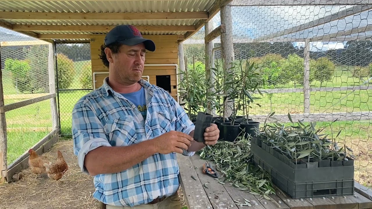 Watch video How To Propagate Olive Trees. Now How To Propagate Olive Trees.