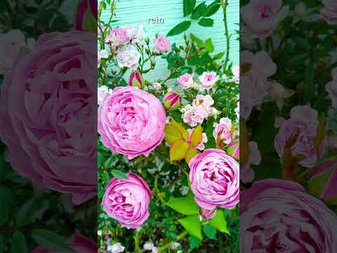 小さな低木のバラ「ザ・フェアリー」 植物