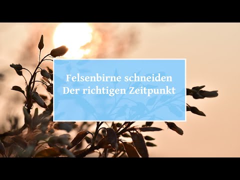 🏡  Felsenbirne schneiden – Der richtigen Zeitpunkt