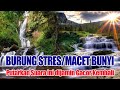 Suara Alam Gemericik Air Cocok Untuk Terapi Burung Stres Macet Bunyi Dijamin Gacor Kembali
