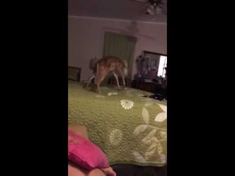 Cute baby deer jumping on the bed!!