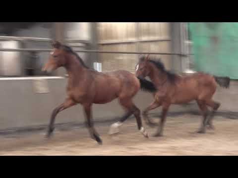 Vitalis x Stedinger  Hengst 2019