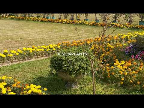 Amazing flower garden near my village home 01