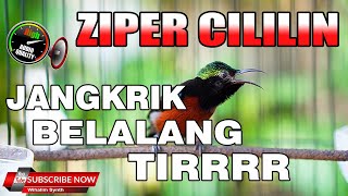 Download lagu KONIN GACOR FULL ISIAN CILILIN ZIPER KASAR BELALANG MANTAP UNTUK PANCINGAN MASTERAN KOLIBRI NINJA mp3