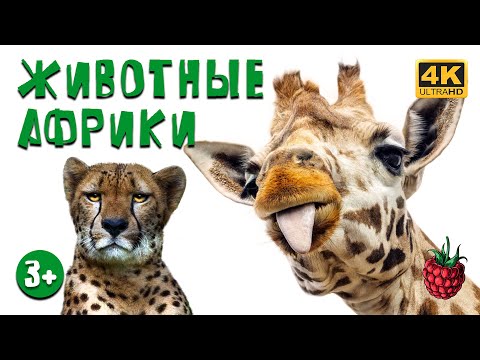 ЖИВОТНЫЕ АФРИКИ для детей