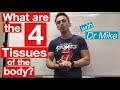 Body Tissues Four Types