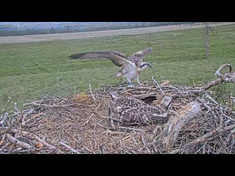 Watch an osprey's maiden flight! #FoulshawOspreys 'Blue 464' male fledges at 2:53pm on 9 July 2021.