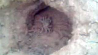 preview picture of video 'crab hunting sa fish pond'